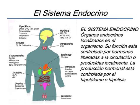 sistema endocrino y sus partes
